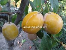 Золотая капля (алича)